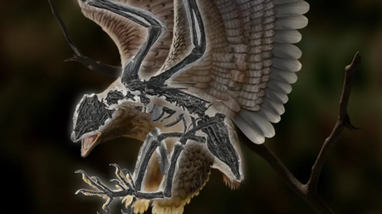 Reconstrução de como o pássaro deveria ser na vida real, segundo análises do fóssil encontrado pelos pesquisadores. Foto: Divulgação/ZhongheZho