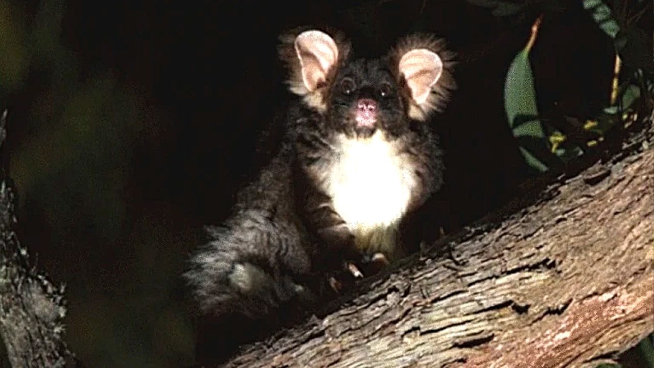 O desafio de se preservar marsupial 'fofo' e misterioso descoberto