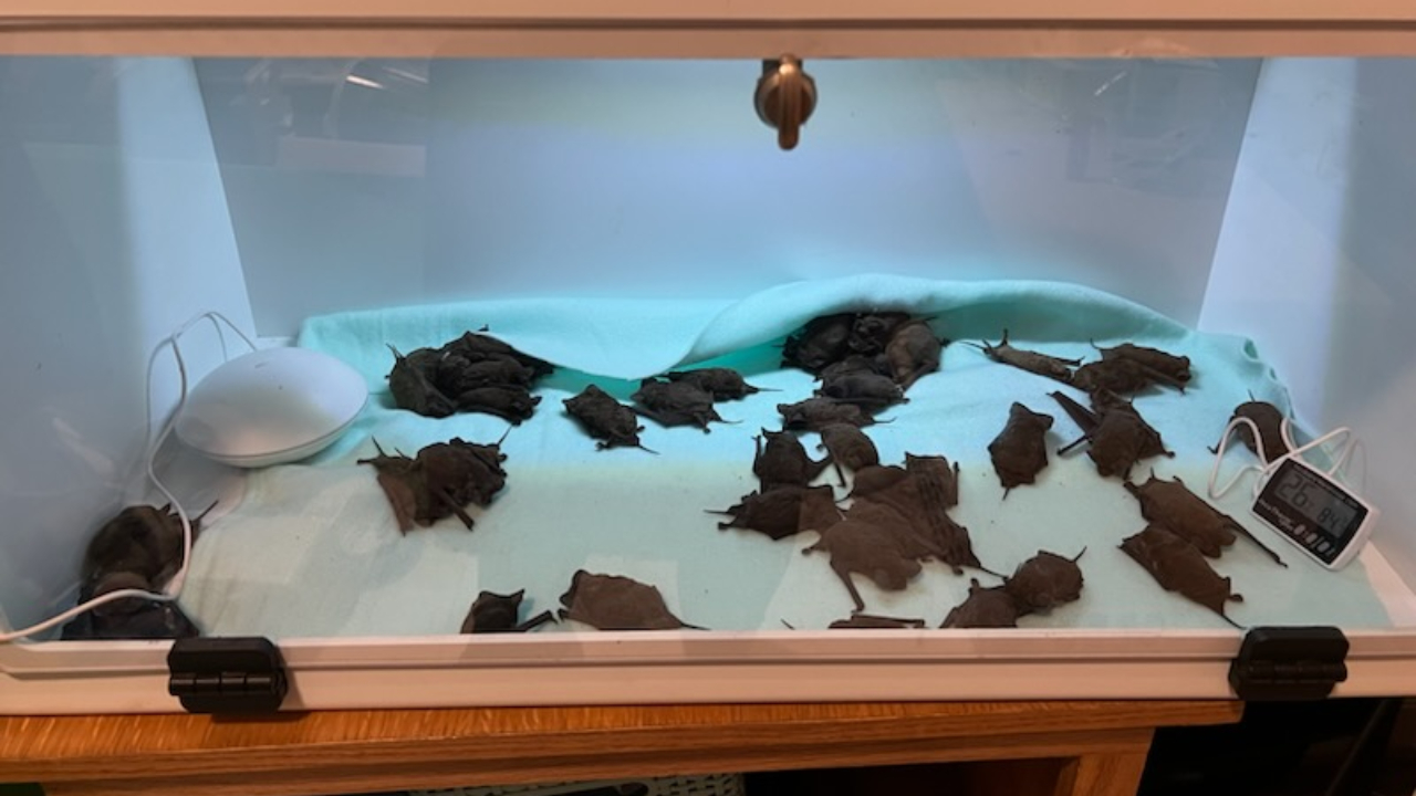 Morcegos dentro de incubadora