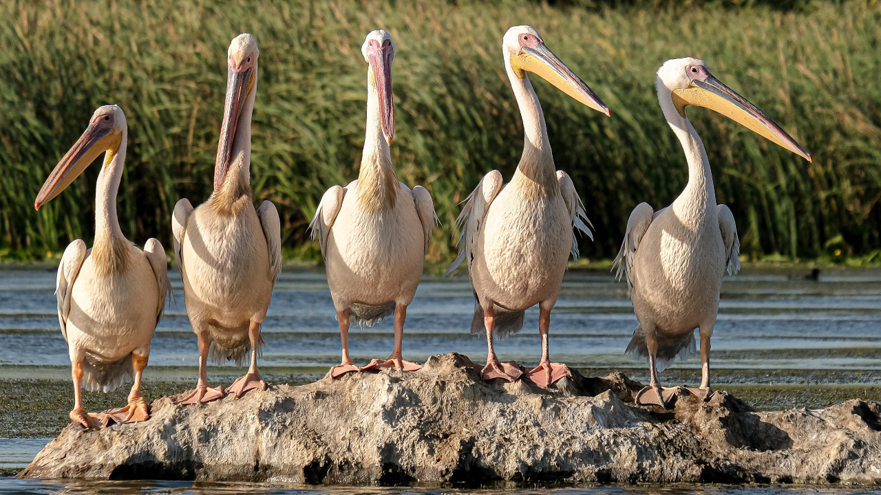 Pelicanos, espécie de ave aquática