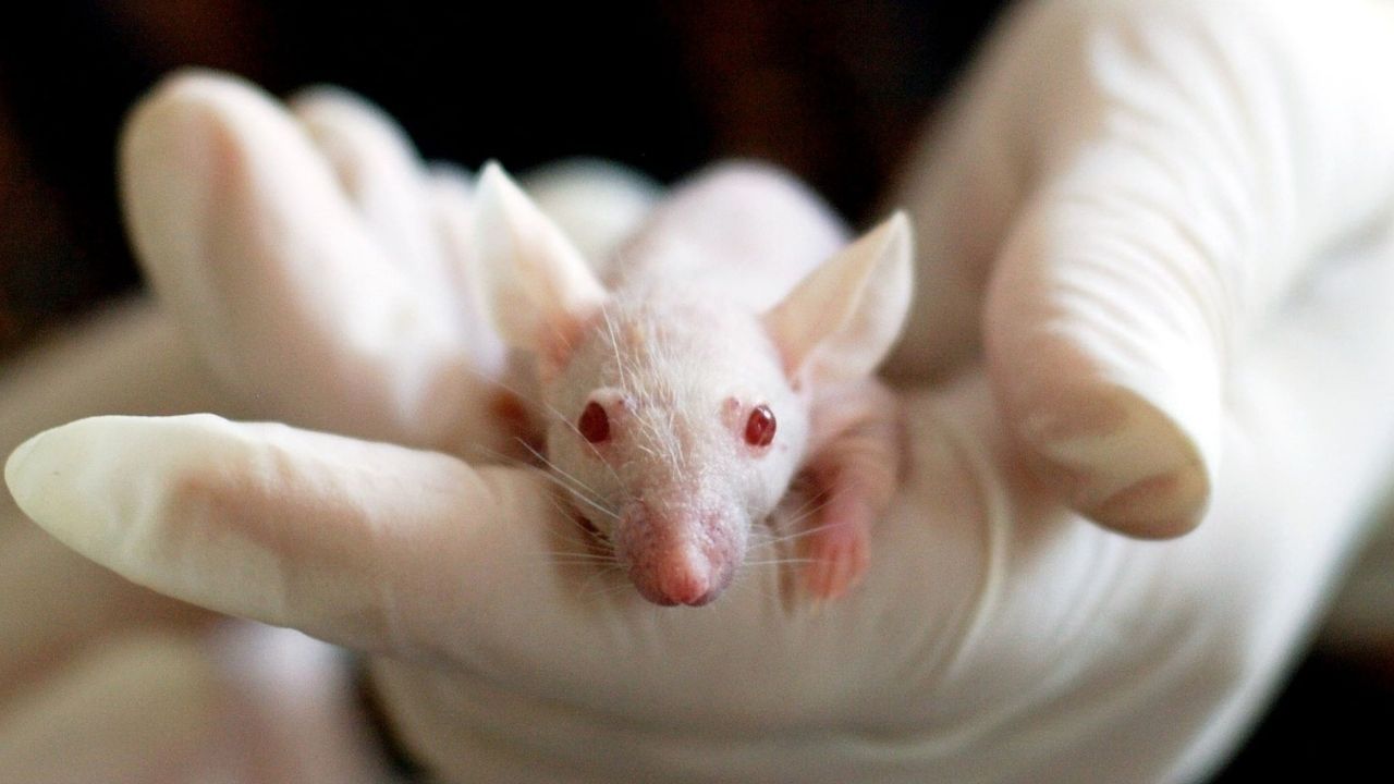 Guerra contra roedores pode estar gerando uma nova espécie de super-ratos