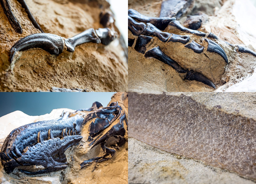 Descoberta de tecidos moles e elásticos em fóssil de um Tyrannosaurus rex –  Paleontologia Hoje
