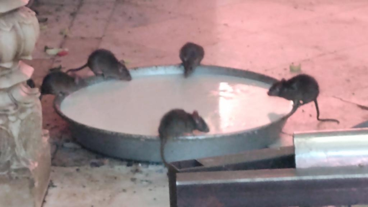 Exército de ratos: Índia fica inundada de ratos a cada 50 anos