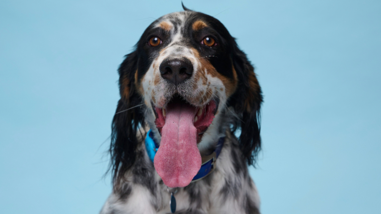 Bisbee, cachorro com língua mais longa do mundo