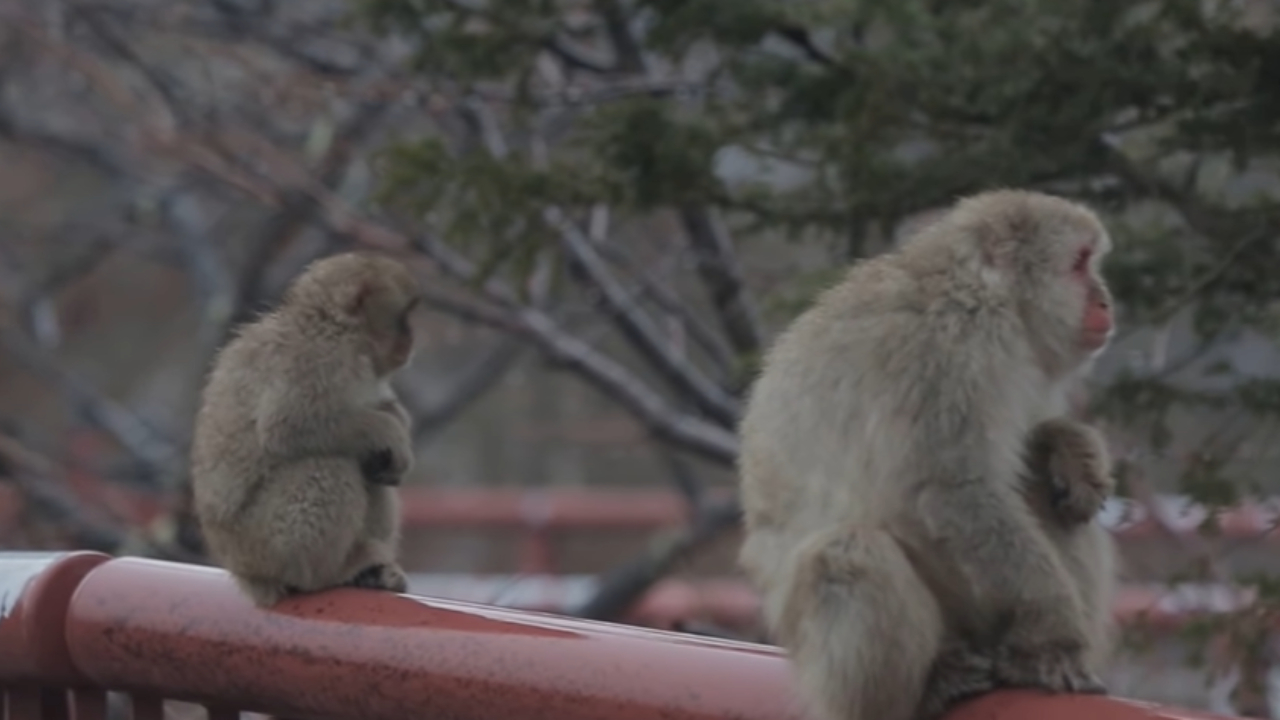 Alguns macacos têm apresentado comportamento agressivo na cidade de Yamaguchi, no Japão