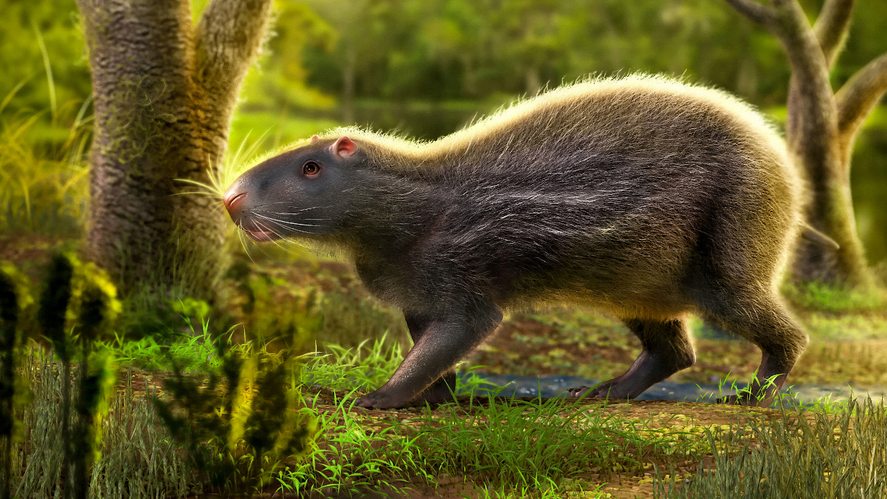 Um rato gigante com mais de 2000 quilos  Prehistoric animals, Extinct  animals, Prehistoric wildlife