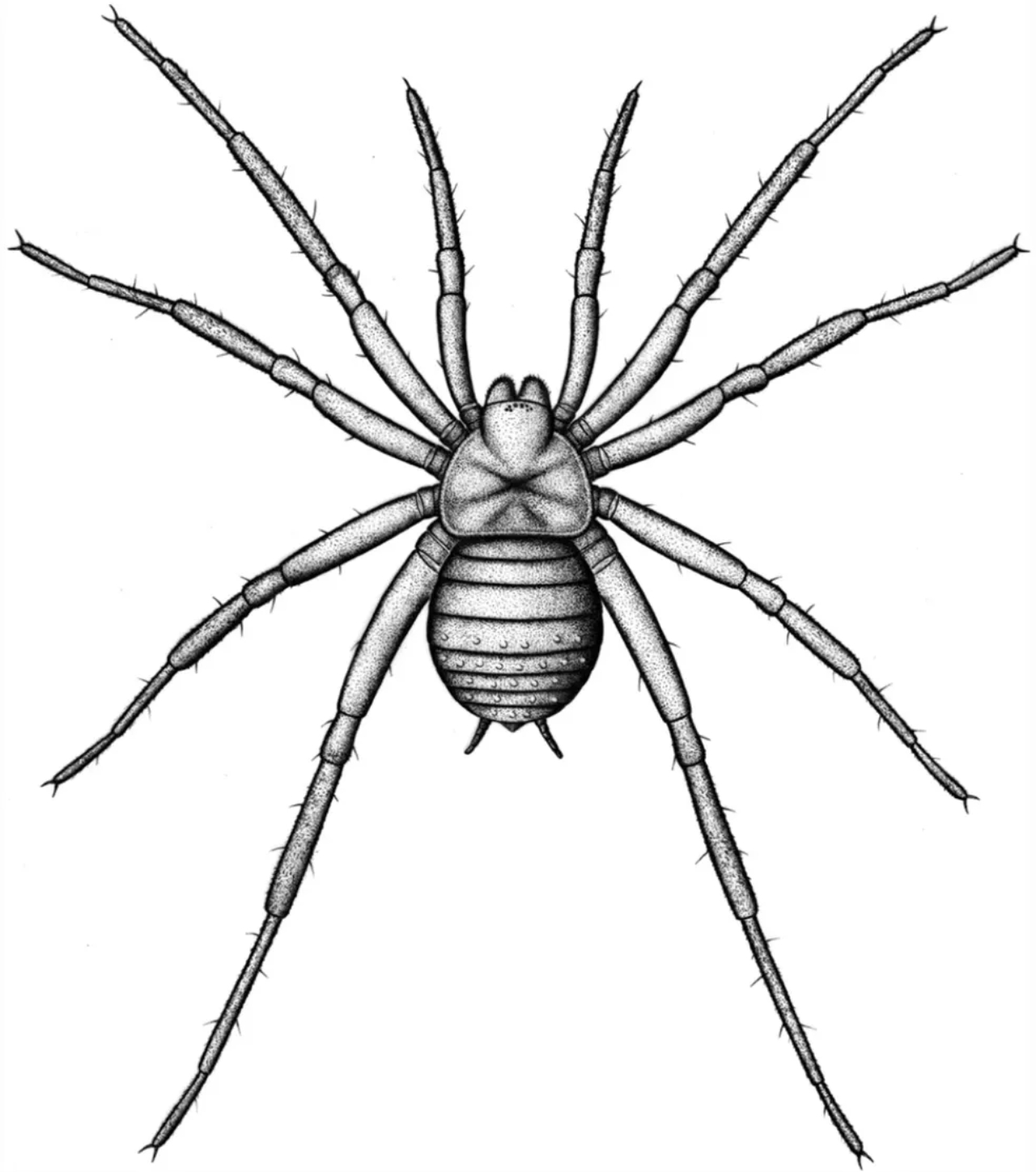 Ilustração de como seria a aranha recém-descoberta na Alemanha