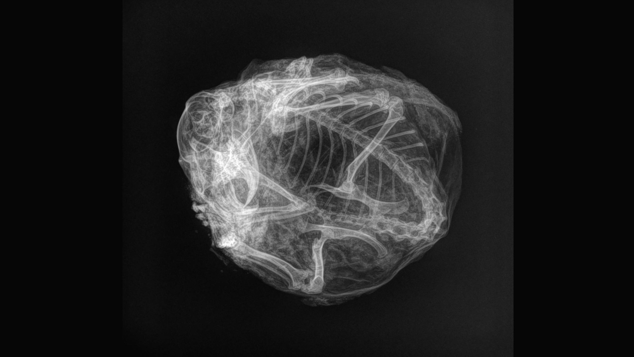 Tomografia do esquilo em formato de 'bola'