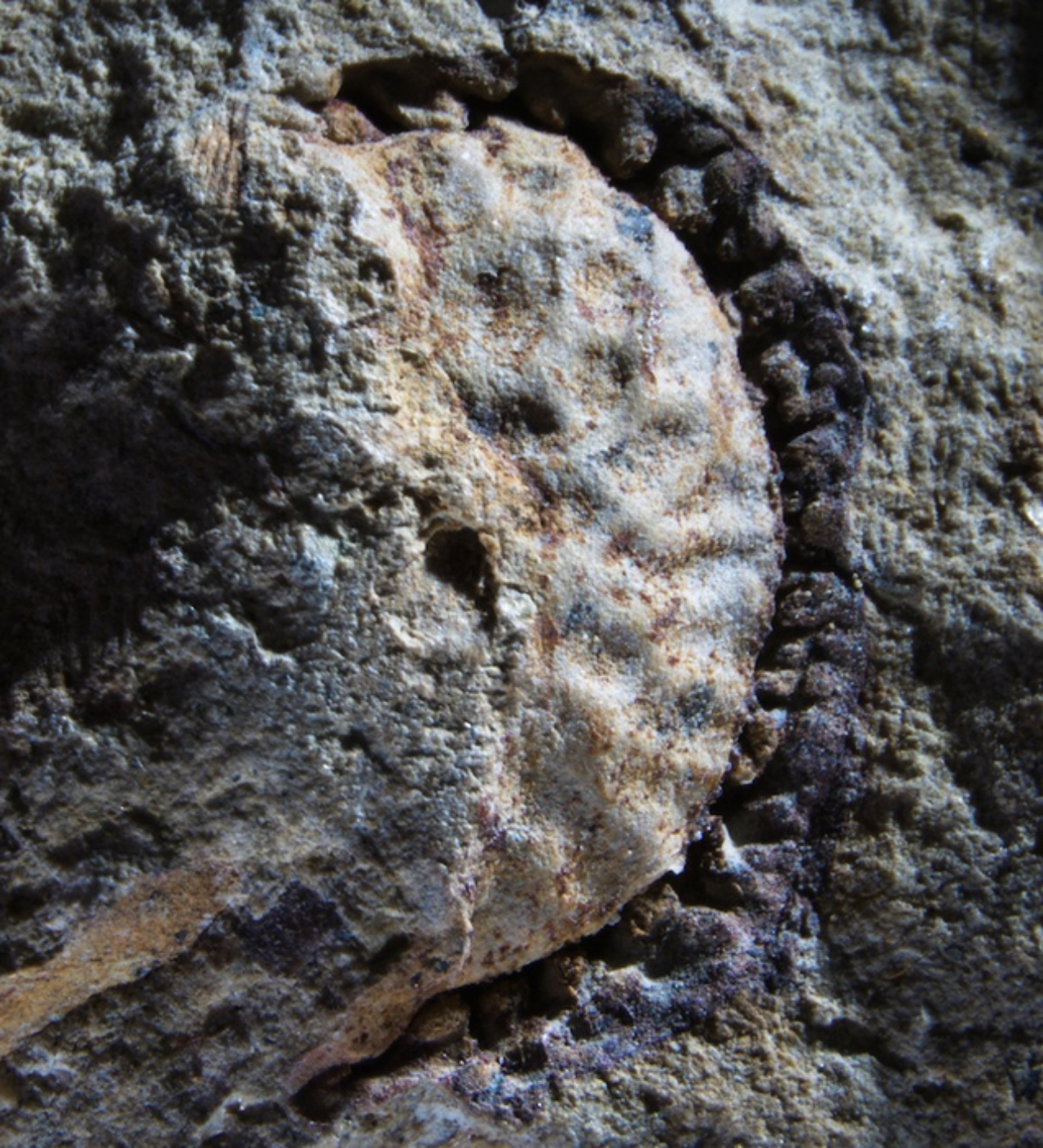 Fotografia do fóssil de planta encontrado na Califórnia