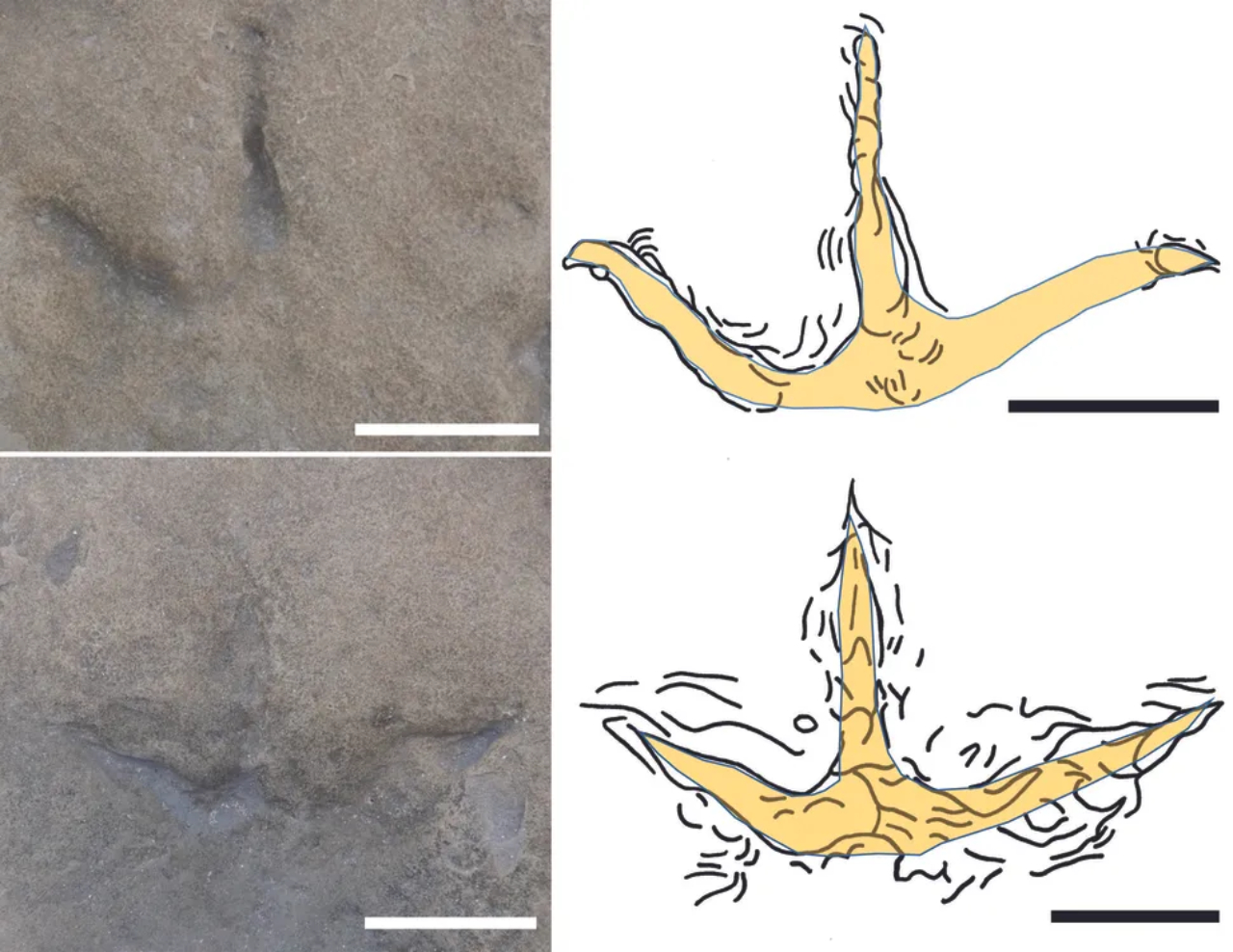 Pegadas de aves de 120 milhões de anos descobertas na Austrália
