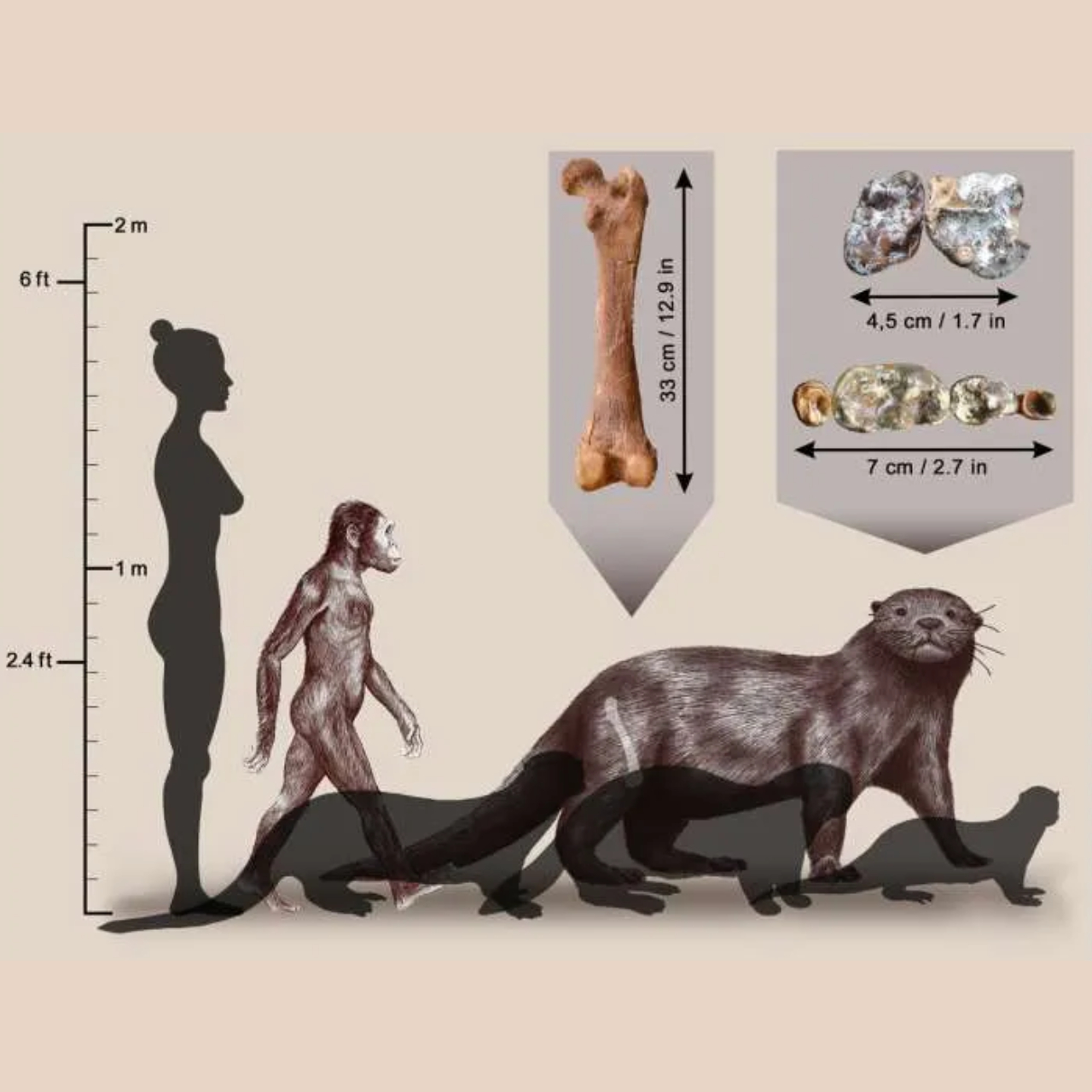 Imagem esquematizada comparando tamanho de lontra descoberta com humanos atuais, primitivos e lontras modernas