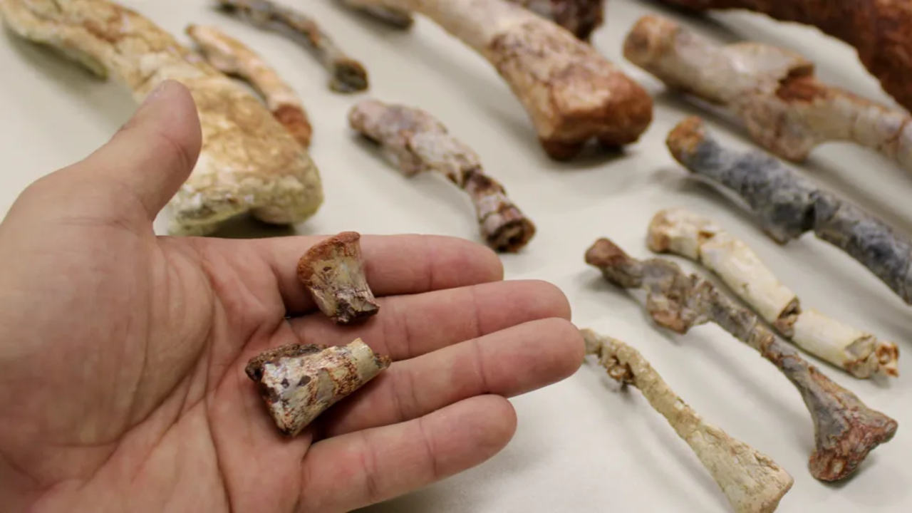 Fósseis do Amanasaurus nesbitti descobertos