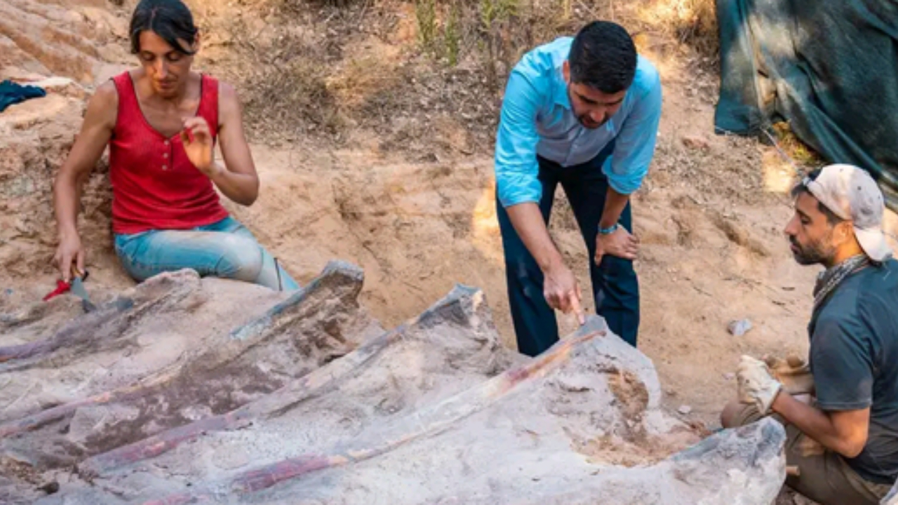 Pesquisadores analisando fóssil de possível maior dinossauro da Europa
