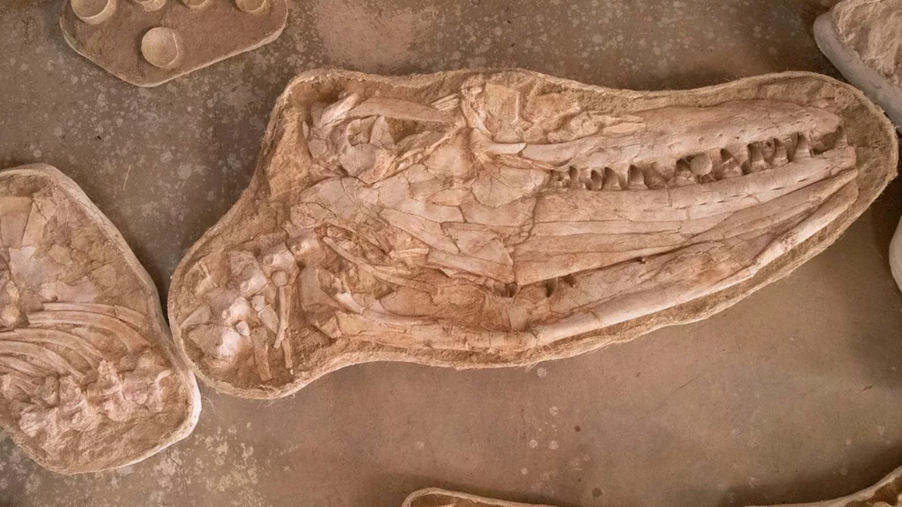 Fóssil de crânio de Thalassotitan atrox, espécie de mosassauro encontrada no Marrocos