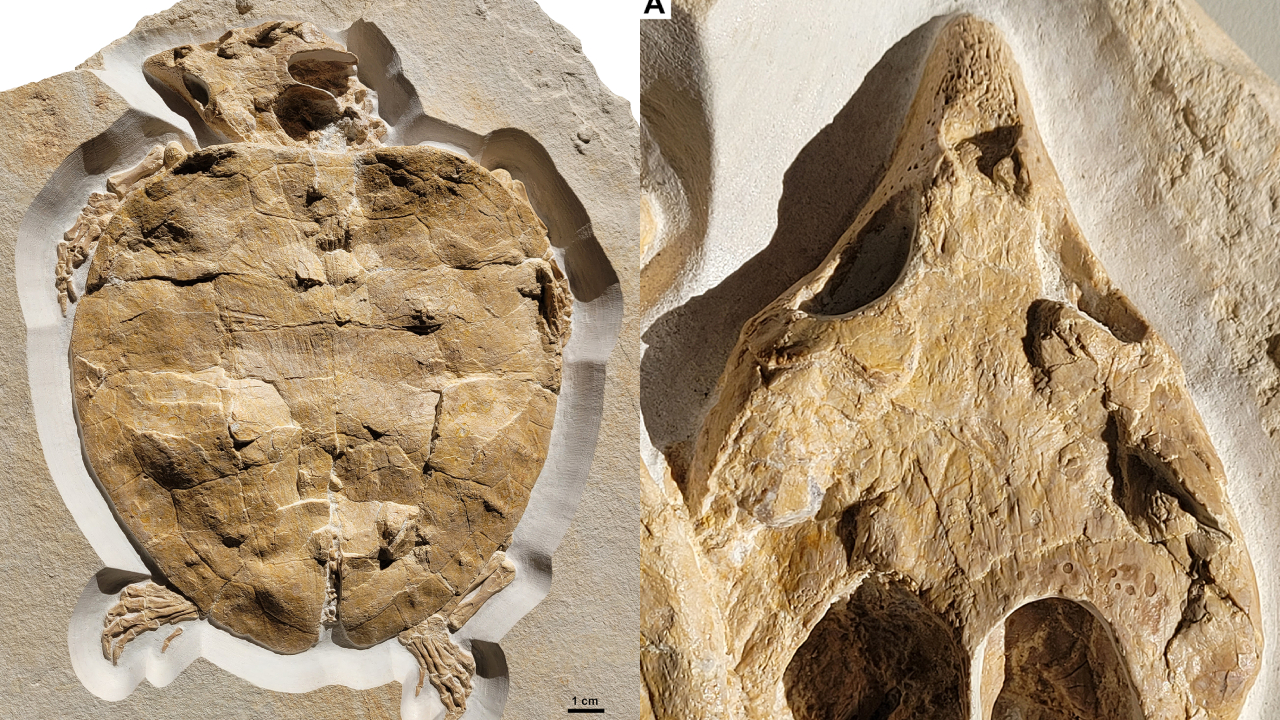 Fotografias do fóssil completo da tartaruga, e imagem mais próxima da cabeça
