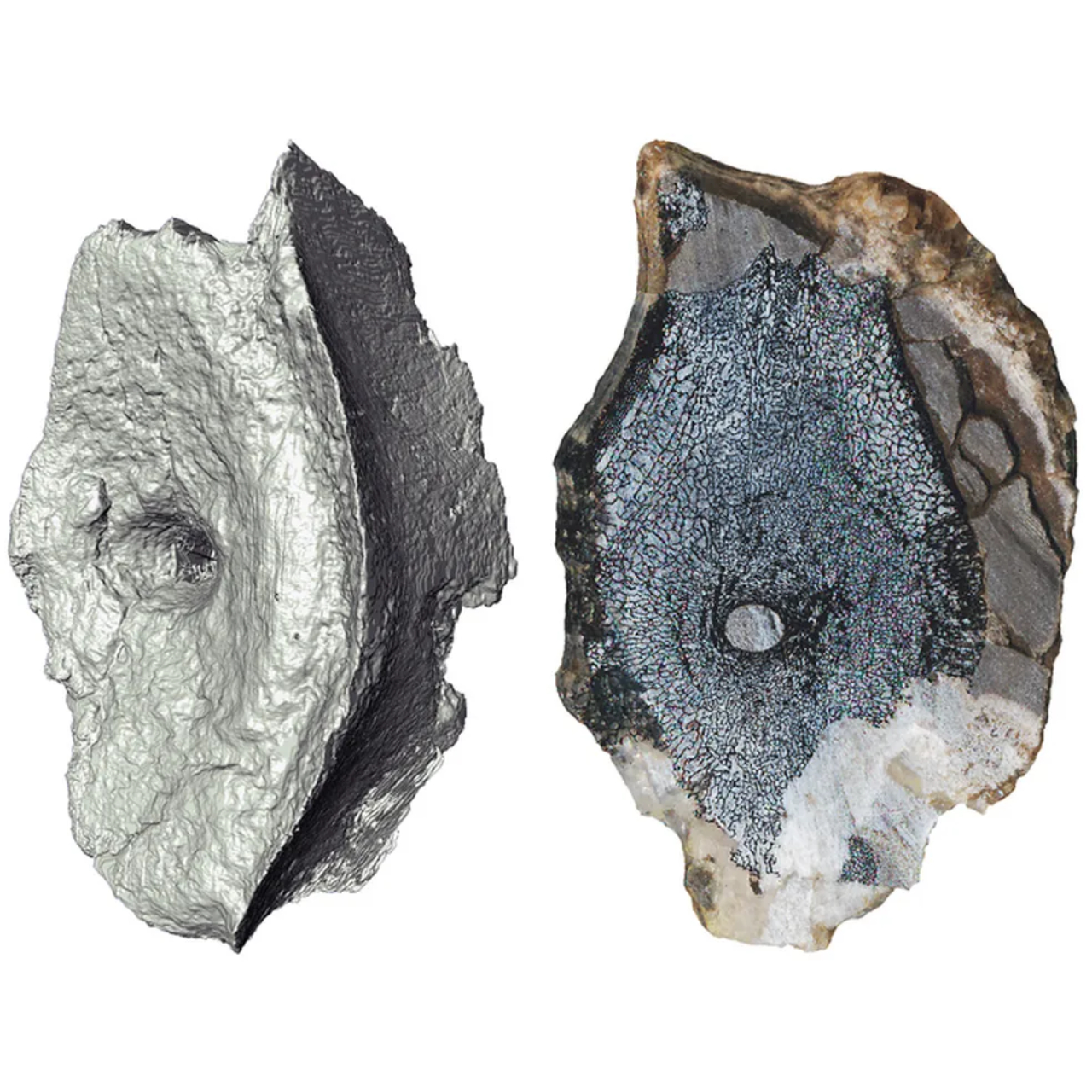 Tomografia computadorizada das vértebras do ictiossauro mais antigo já descoberto