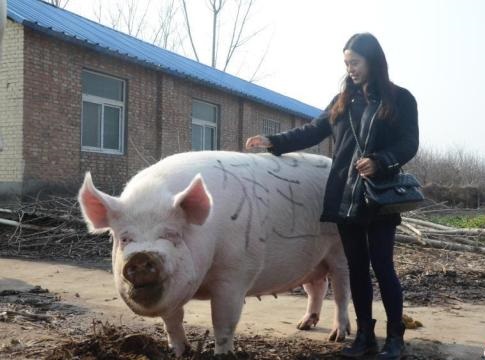 Por que, na China, eles criam porcos em arranha-céus gigantes? - Quora