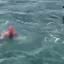 Homem saltou sobre orcas na Nova Zelândia